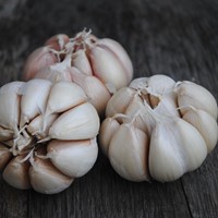Garlic Sativus (Allium sativum)