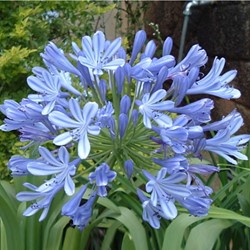 Agapanthus Blue Umbrella - Cape lily