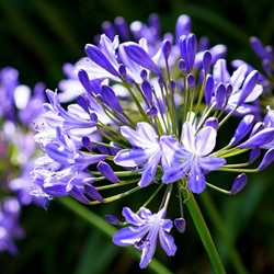 Agapanthus Blue (Large Pack)