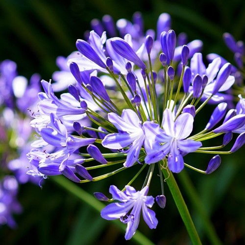 Agapanthus Blue (Large Pack)