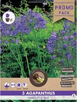 Agapanthus Blue (Large Pack)-2