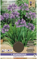 Agapanthus Blue-2