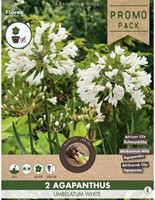 Agapanthus umbelatum White - African lily (Promo pack)-2