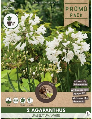Agapanthus umbelatum White - African lily (Promo pack)-2