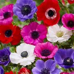 Anemoon de Caen mix - Anemone coronaria