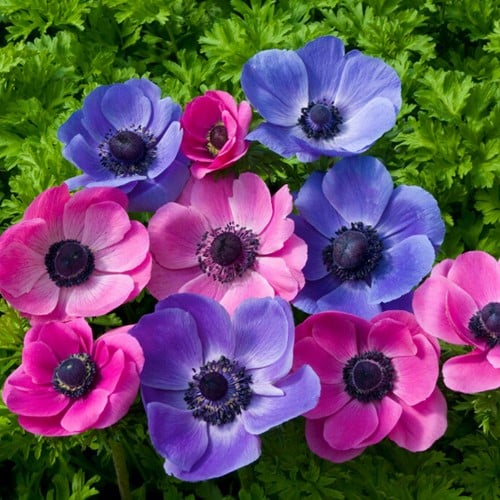 Anemone Purple & Pink Mix