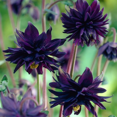 Aquilegia Black Barlow