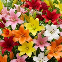 Want to buy Asiatic Lilies Mix (Large pack) ? Fast delivery and competitive  prices at Flowerbulbsinc.co.uk