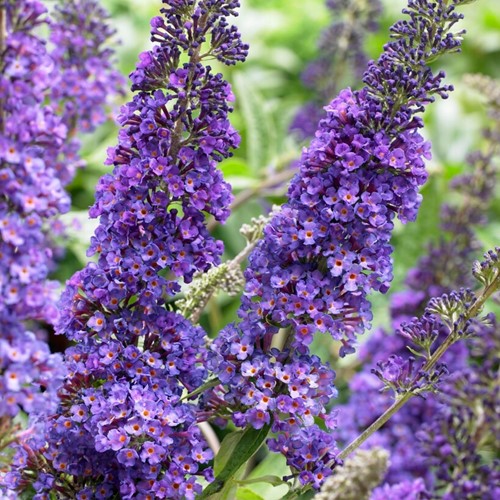 Butterfly-bush Empire Blue - Buddleja