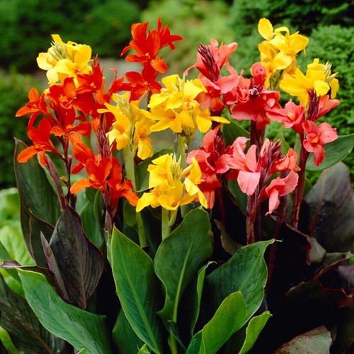 Canna Mixed