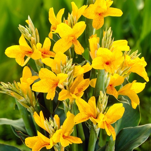 Canna Yellow