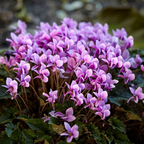 Cyclamen Hederifolium - Ivy-leaved Cyclamen