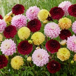 Dahlia Decorative Mixed