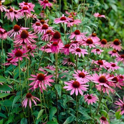 Echinacea magnus - Coneflower 100% BIO