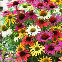 Echinacea Mix - Coneflower