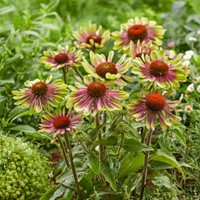 Echinacea Green Twister - Coneflower