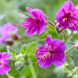 Cranesbill Ingwersen's Variety - Geranium macrorrhizum
