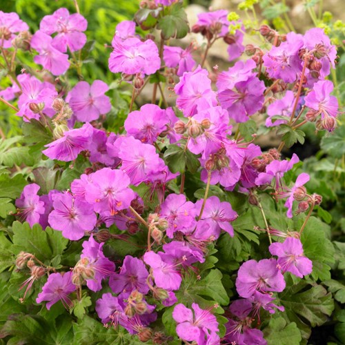 Geranium Cantabrigiense Karmina - Cranesbill