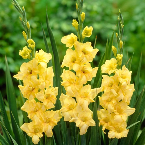 Gladiolus Yellow Nova Lux - Sword Lily
