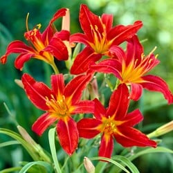 Hemerocallis Sammy Russell - Daylily pot plant (Six-pack)