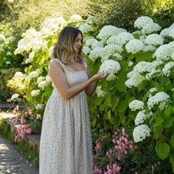 Hortensia Plants for Sale! Buy Hortensia plants online