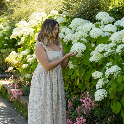 Hortensia Annabelle - Hydrangea arborescens