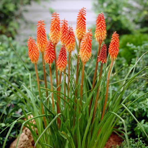 Kniphofia Alcazar - Tritoma