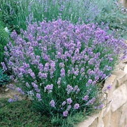 Lavender Dwarf Blue - Lavandula angustifolia (Six pack)