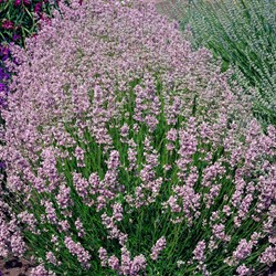 Lavender Rosea - Lavandula Angustifolia