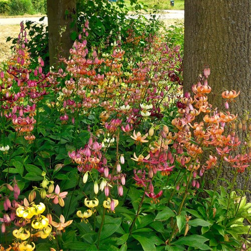 Turk’s Cap Lily Mix