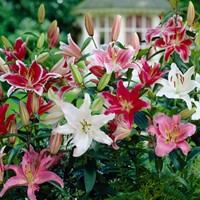 Lilium Montanum & Digitalis flower リトグラフ Lilium Montanum & Digitalis flower リトグラフ Lilium