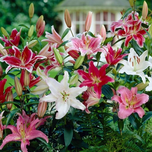 Lily Parfum Mix
