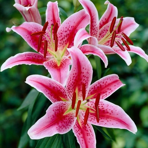 Lilium Oriental Stargazer