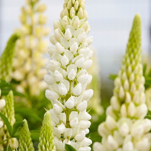 Lupin Gallery White - Lupinus