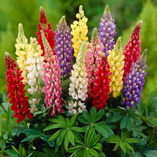 Lupins Mixed