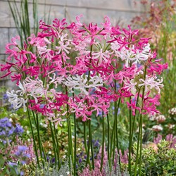 Nerine Mix White & Pink