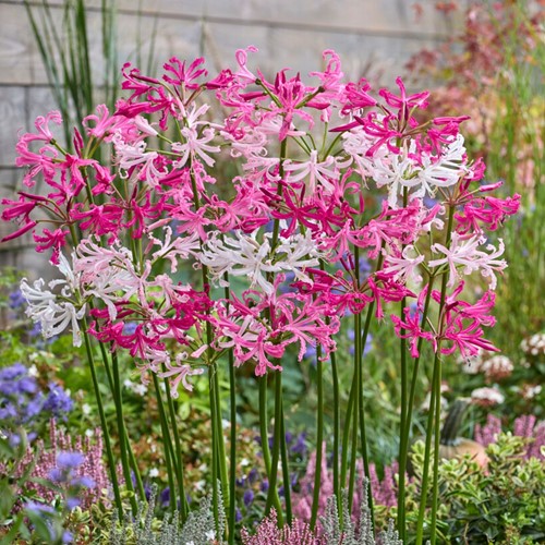 Nerine Mix White & Pink