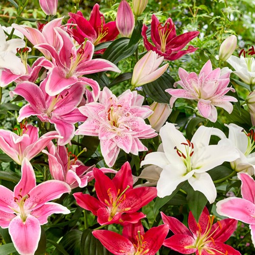 Oriental Lilies Mix (Large Pack)