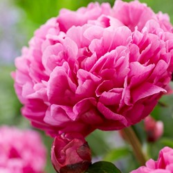 Paeonia Kansas - Peony