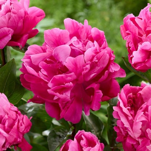 Peony Sarah Bernhardt pink - Paeonia