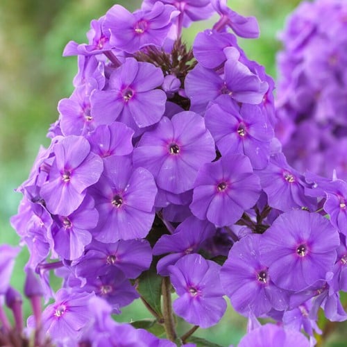 Phlox paniculata Amethyst - Garden phlox