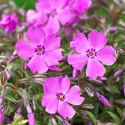 Creeping Phlox Mac Daniels Cushion - Phlox subulata