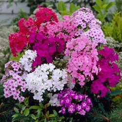 Phlox Mix