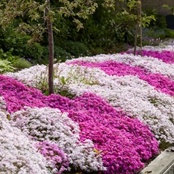 Phlox Subulata Mix - Creeping Phlox (Six-pack)