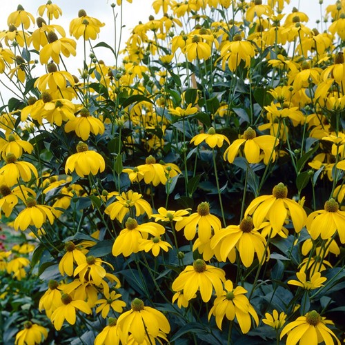 Coneflower Herbstsonne - Rudbeckia Nitida (Three-pack)