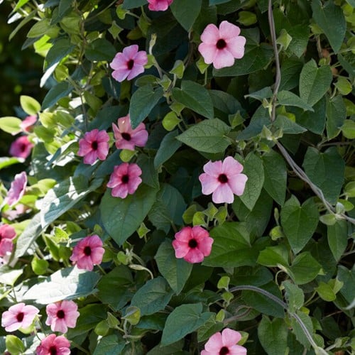 Black-eyed Susan Pink – Thunbergia alata