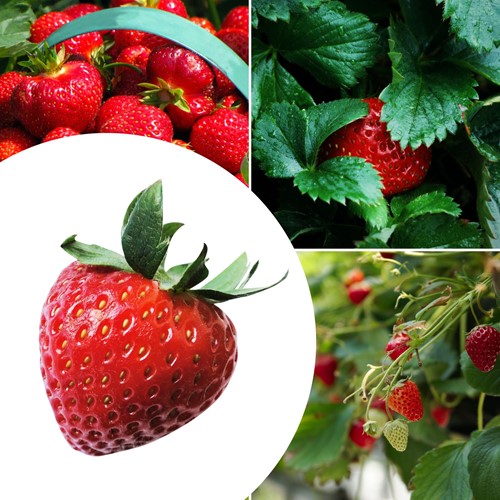 20x Strawberry plants Korona - Fragaria