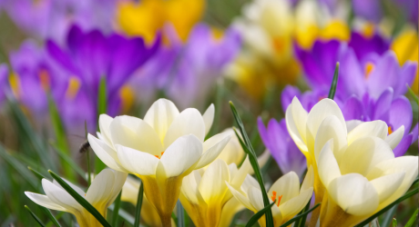 Planting Crocus bulbs - instructions