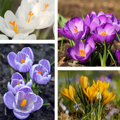 Crocus Botanical Mix