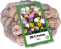 Crocus Large Flowering Mix - Crocus (XL-Pack)-3